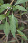 Pennsylvania smartweed